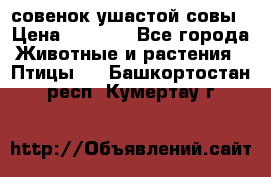 совенок ушастой совы › Цена ­ 5 000 - Все города Животные и растения » Птицы   . Башкортостан респ.,Кумертау г.